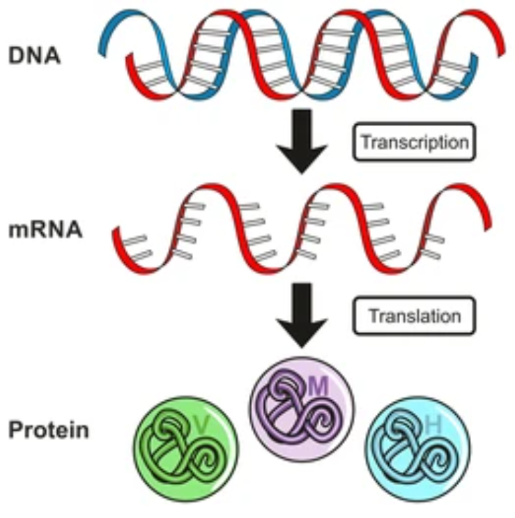 You are currently viewing Connaître les principes de la transcription ADN