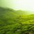 Immersion verdoyante : découvrez les secrets des plantations de Matcha à travers notre reportage exclusif